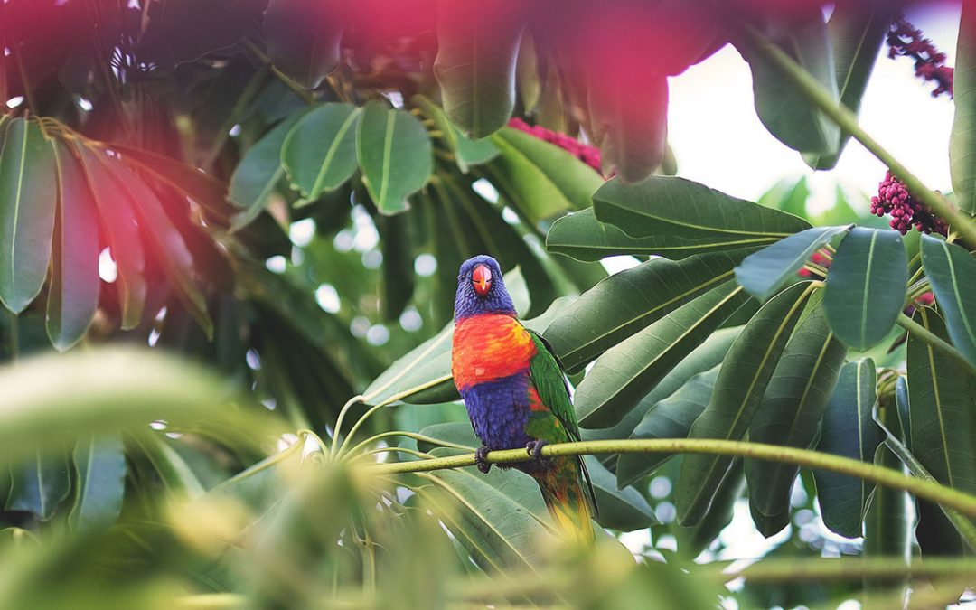 Une Jungle… à l’autre extrémité du Village